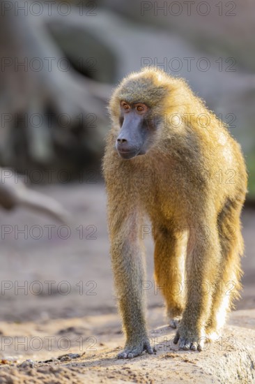 Guinea baboon (Papio papio) walking on the ground, Bavaria, Germany Europe