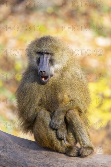 Guinea baboon (Papio papio) sitting on the ground, Bavaria, Germany Europe