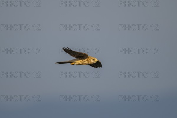 Common kestrel (Falco tinnunculus) flying in the Vosges Mountains, wildlife, France