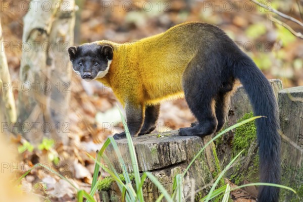 Yellow-throated marten (Martes flavigula) on an old wood, Germany