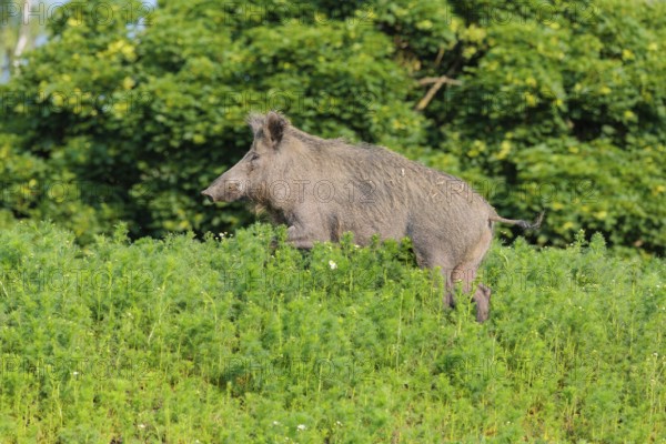 A wild boar (Sus scrofa) stands in a field of wild chamomile (Matricaria chamomilla). Bavaria, Germany