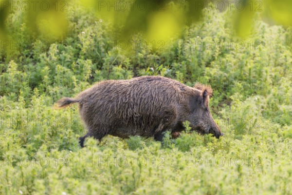 A wild boar (Sus scrofa) runs across a field of wild chamomile (Matricaria chamomilla). Bavaria, Germany