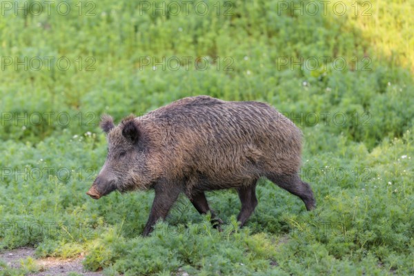 A wild boar (Sus scrofa) runs across a field of wild chamomile (Matricaria chamomilla). Bavaria, Germany