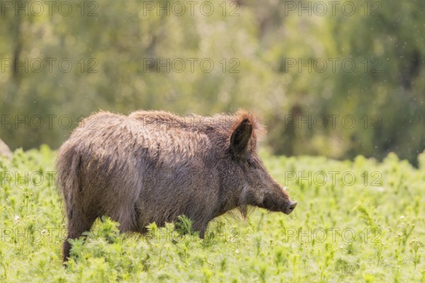 A wild boar (Sus scrofa) stands in a field of wild chamomile (Matricaria chamomilla). Bavaria, Germany