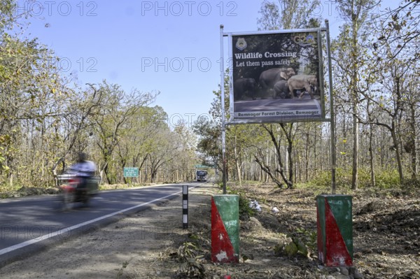 Shield Wildlife Crossing, Corbett National Park, near Ramnagar, Uttarakhand State, India