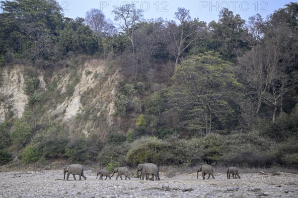 Indian elephants (Elephas maximus indicus), Corbett National Park, near Ramnagar, Uttarakhand State, India