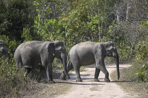 Indian elephants (Elephas maximus indicus), Corbett National Park, near Ramnagar, Uttarakhand State, India