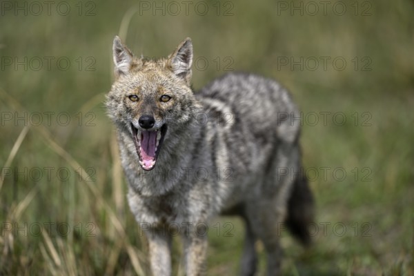 Indian jackal (Canis aureus indicus), Corbett National Park, near Ramnagar, Uttarakhand State, India