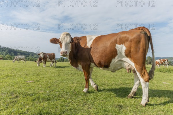 Brown and white cows are grazing calmly on a lush green pasture under a clear blue sky. The surroundings offer rolling hills in the background, creating a tranquil rural scene. Salins-les-Bains, Jura, France