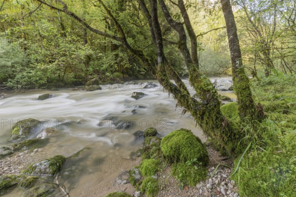 A river flows through a lively forest with smooth rocks that are partially submerged in the water. The sunlight filters through the trees and creates a peaceful atmosphere in the natural surroundings. Jura, France