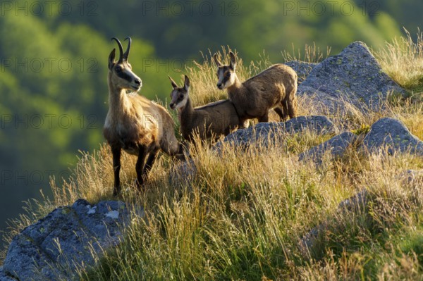 Three chamois standing on a sunny meadow with rocks in the background, chamois, chamois, (Rupicapra rupicaprae), fawn, wildlife, Vosges, France
