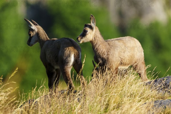 Two young chamois standing on a sunny meadow in front of a green background, chamois, chamois, (Rupicapra rupicaprae), fawn, wildlife, Vosges, France