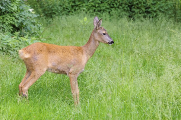 A female roe deer (Capreolus capreolus) stands in a green meadow. Bavaria, Germany