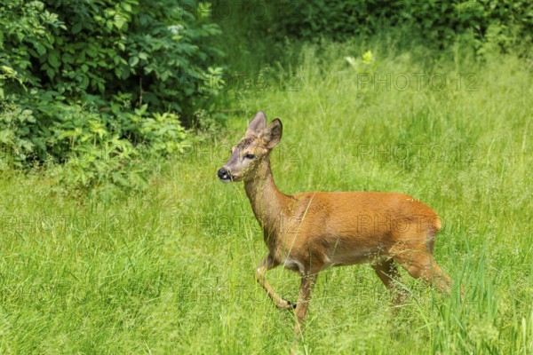 A female roe deer (Capreolus capreolus) crosses a green meadow. Bavaria, Germany