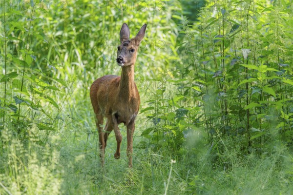 A female roe deer (Capreolus capreolus) crosses a nettle thicket. Bavaria, Germany