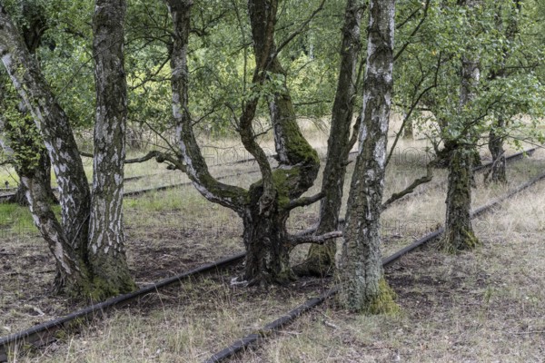 Renaturalisation in the Schöneberger Südgelände nature park, birch trees (Betula pendula) between old railway tracks, Berlin, Germany