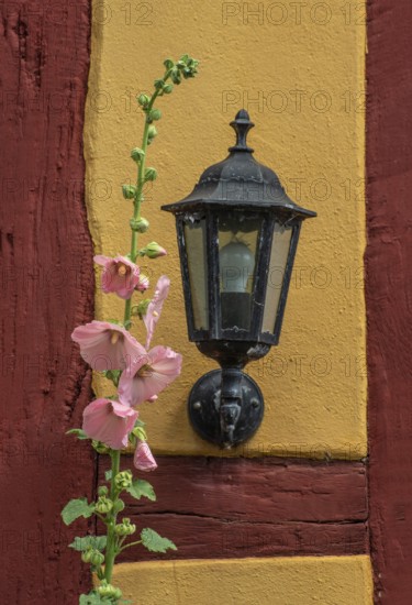 Flowering pink hollyhocks at an old half timbered wall with lamp in Ystad, Skåne county, Sweden, Scandinavia