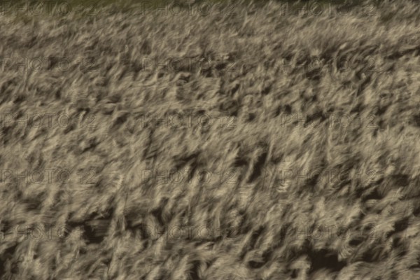 Common reed (Phragmites australis) reeds in a reedbed blowing in the wind abstract image, England, United Kingdom