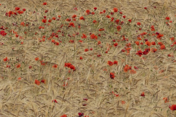 Common field poppy (Papaver rhoeas) flowers in a ripe farmland barley crop in summer, England, United Kingdom