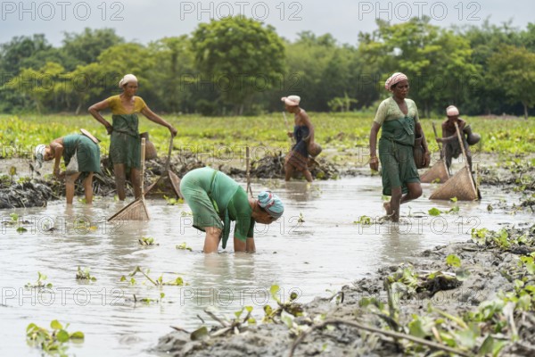 BAKSA, INDIA- JULY 12: Tribal women engage in traditional fishing using Jakoi, a bamboo fishing tool, in a shallow wetland in Baksa, India on July 12, 2025