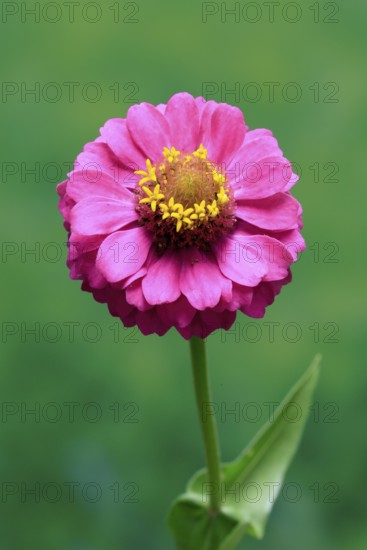 Zinnia (Zinnia elegans), flower, flowering, Germany