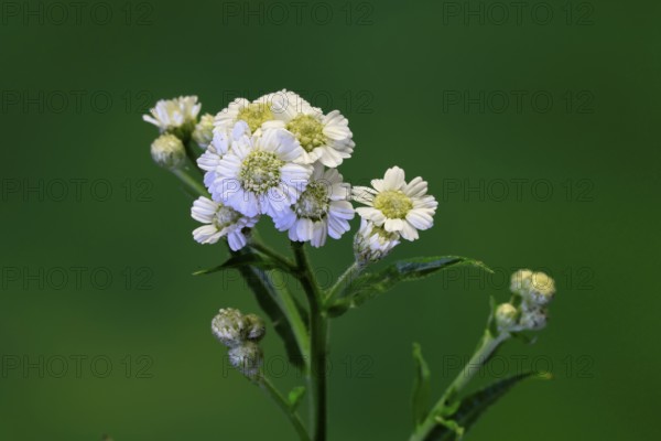 Marsh yarrow (Achillea ptarmica), flowering, flowers, Ellerstadt, Germany