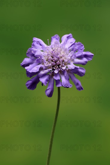 Pigeon Scabiosa (Scabiosa columbaria), pigeonweed, flowering, flowering, Ellerstadt, Germany