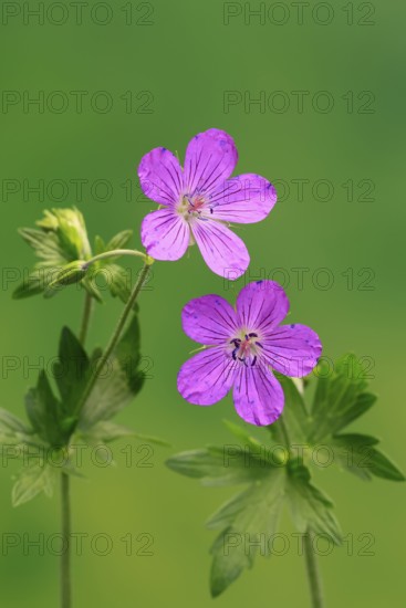 Cranesbill (Geranium cinereum), flowering, flowers, perennial plant, perennial, Ellerstadt, Germany