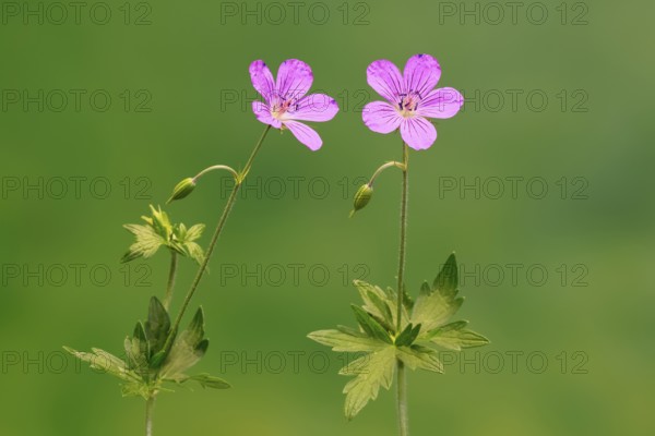 Cranesbill (Geranium cinereum), flowering, flowers, perennial plant, perennial, Ellerstadt, Germany