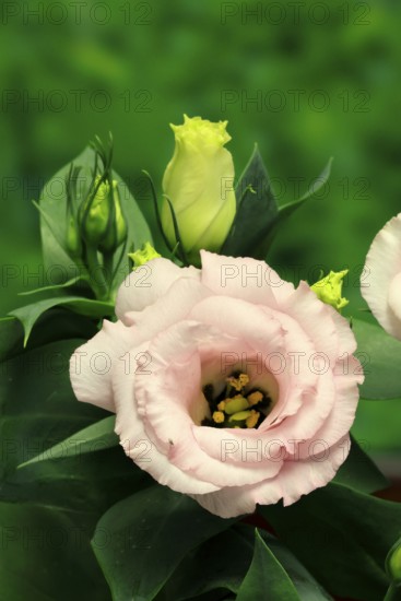 Prairie gentian, Lisianthius, Eustoma, flowering, Germany