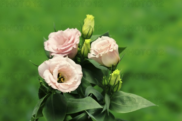 Prairie gentian, Lisianthius, Eustoma, flowering, Germany