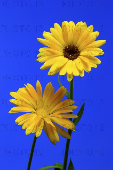 Marigold (Calendula officinalis), flower, flowering, medicinal plant, Ellerstadt, Germany