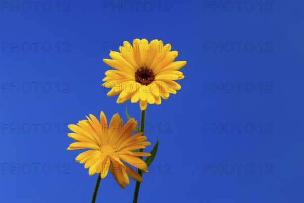 Marigold (Calendula officinalis), flower, flowering, medicinal plant, Ellerstadt, Germany
