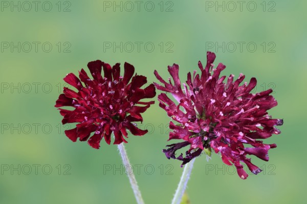Macedonian widow flower (Knautia macedonica), flowering, Germany