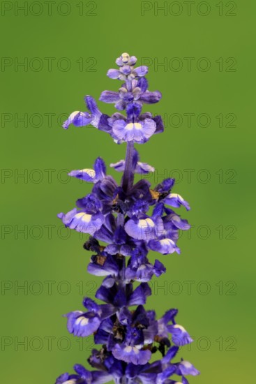 Mealycup sage (Salvia farinacea), flowering, flower, Ellerstadt, Germany