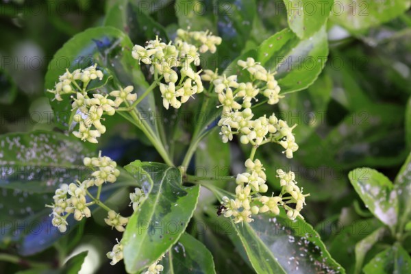 Euonymus japonicus (Euonymus japonicus), flowering, Germany