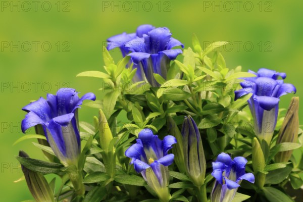 Koch's gentian (Gentiana acaulis), flowering, Germany