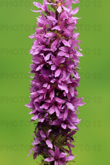 Purple loosestrife (Lythrum salicaria), flower, flowering, Germany