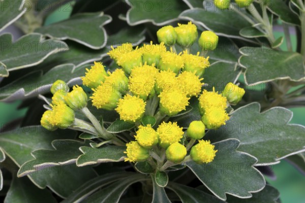 Gold-and-silver chrysanthemum (Chrysanthemum pacificum), flowering, Germany
