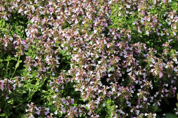 Edel-Gamander (Teucrium chamaedrys), flowering, Germany
