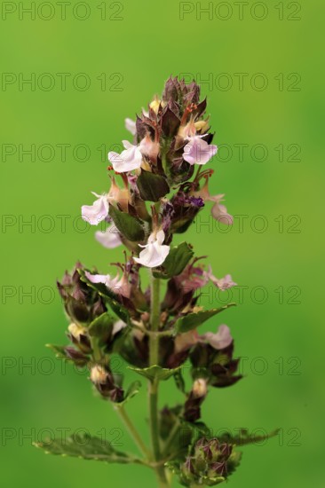 Edel-Gamander (Teucrium chamaedrys), flowering, Germany