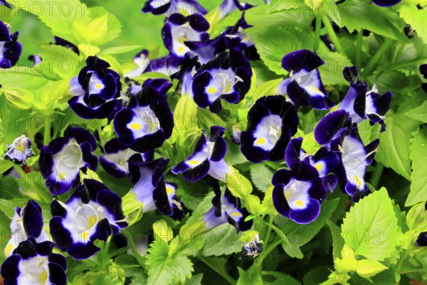 Fournier's torenia (Torenia fournieri), flowering, Germany