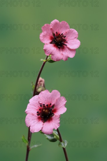 Dark crimson cinquefoil (Potentilla atrosanguinea), flowering, Germany