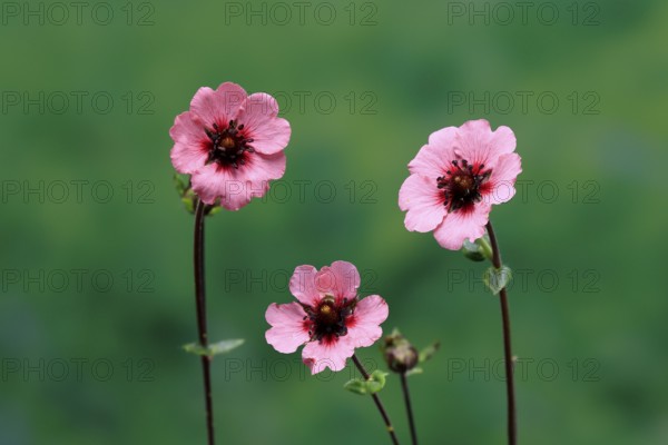 Dark crimson cinquefoil (Potentilla atrosanguinea), flowering, Germany
