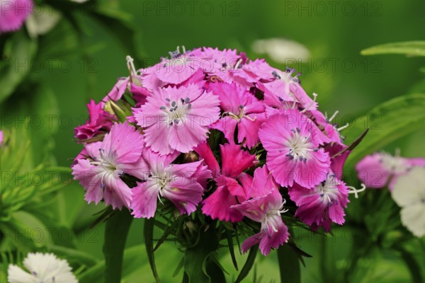 Bearded carnation (Dianthus barbatus), flowering, Germany