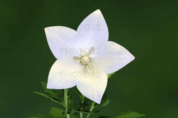 Balloon flower (Platycodon grandiflorus), flowering, Germany