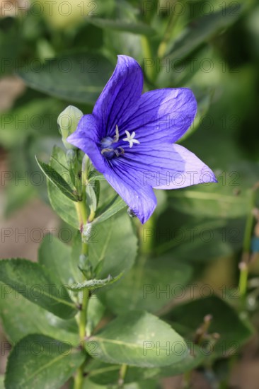 Balloon flower (Platycodon grandiflorus), flowering, Germany