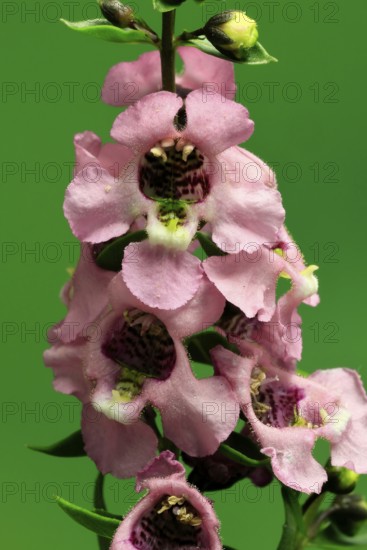 Angelonia (Angelonia angustifolia), flowering, Germany