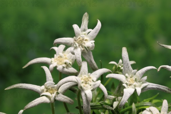 Alpine edelweiss (Leontopodium alpinum), Leontopodium nivale subsp. alpinum), flowering, Germany
