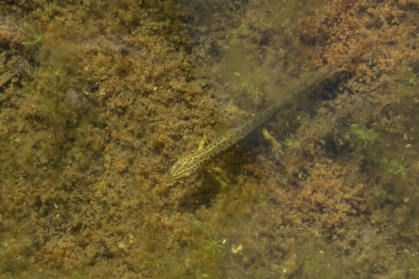 Smooth or Common newt (Lissotriton vulgaris) adult amphibian in a pond, England, United Kingdom